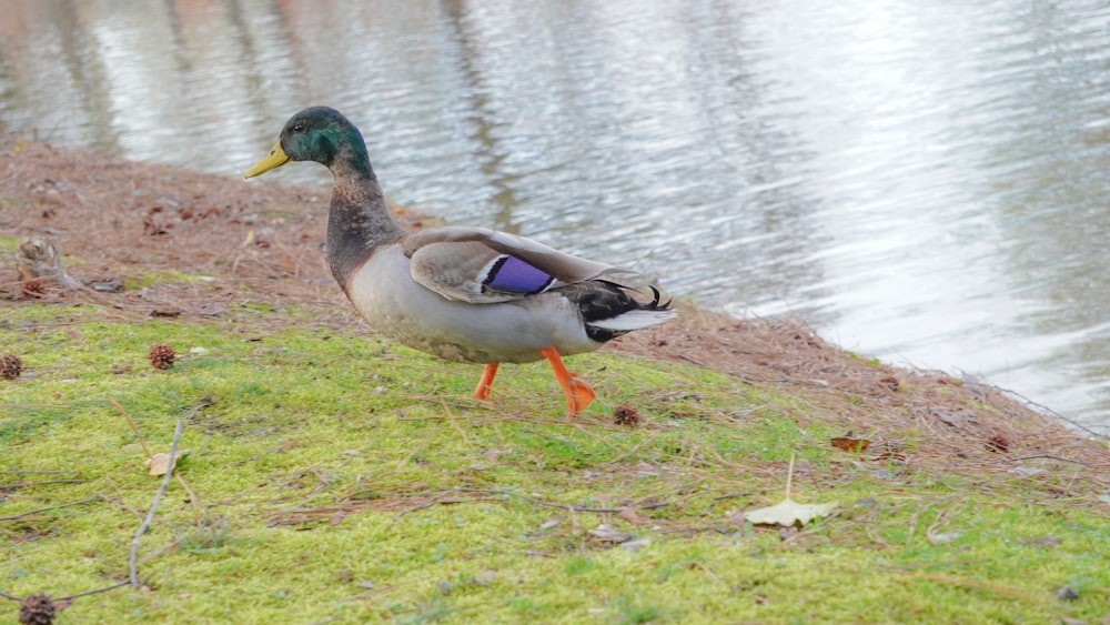 a duck is standing on the grass near the water