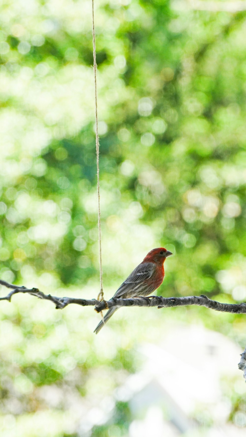 a small red bird perched on a tree branch