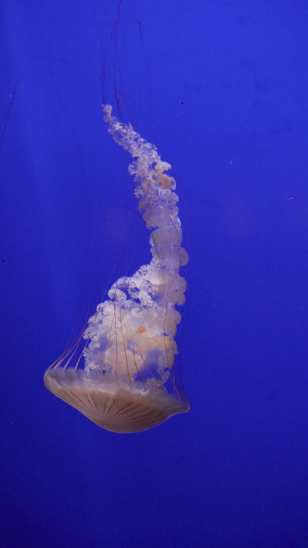 a jellyfish swimming in the blue water