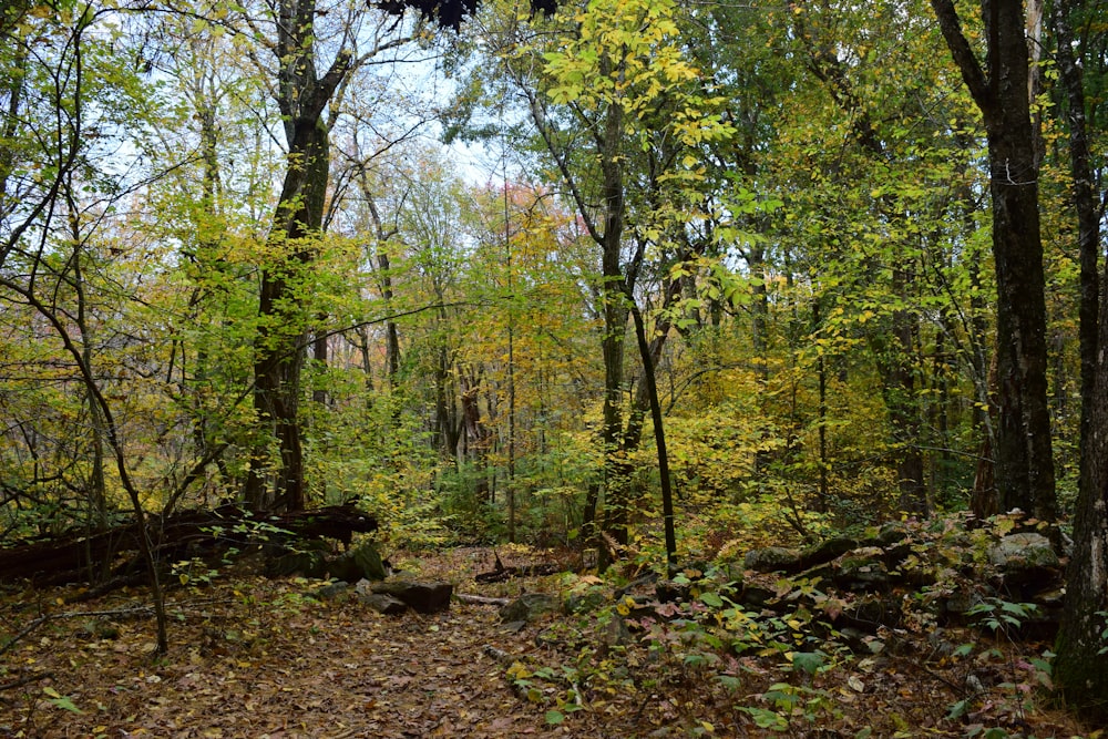 a wooded area with lots of trees and leaves