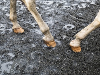 A veterinarian examining a horse's leg for lameness.