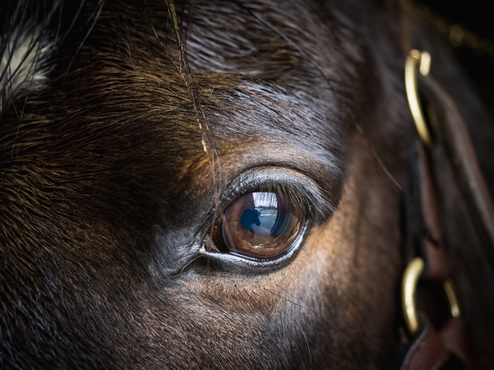 a close up of a brown horse's eye