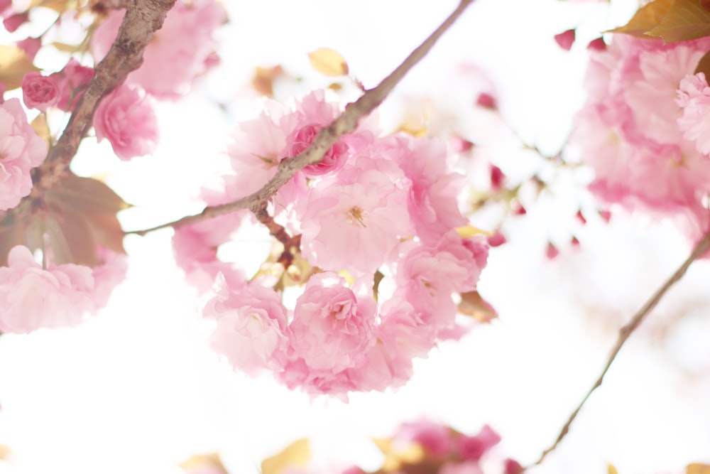 a close up of pink flowers on a tree