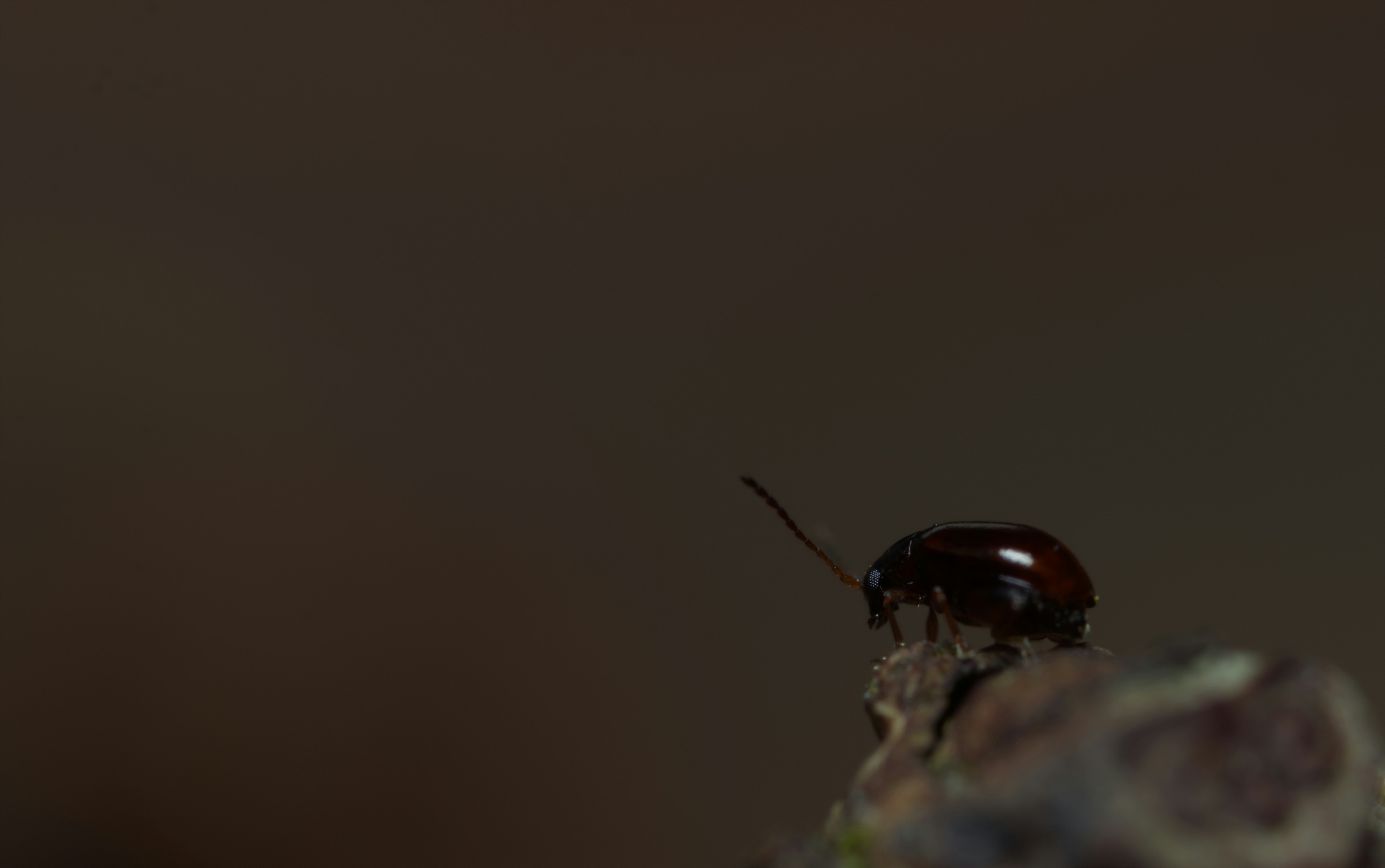 a close up of a bug on a piece of wood