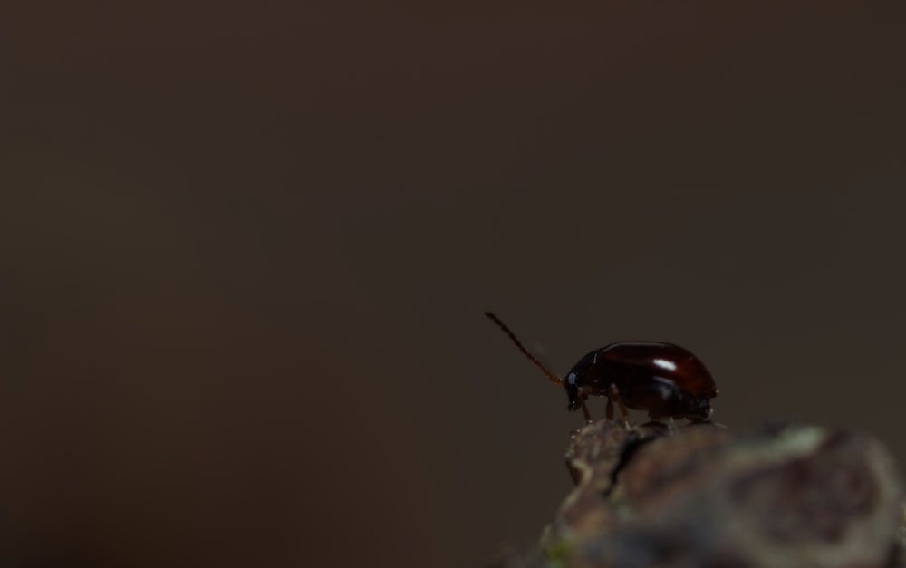 a close up of a bug on a piece of wood