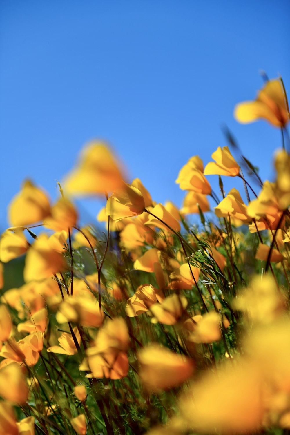 a field of yellow flowers with a blue sky in the background