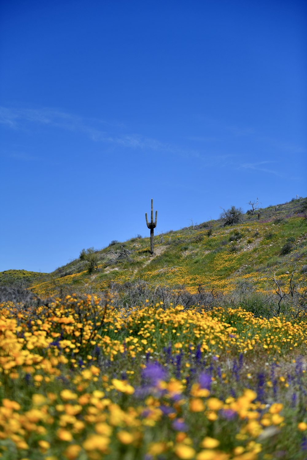 a field of wildflowers and a cactus on a hill