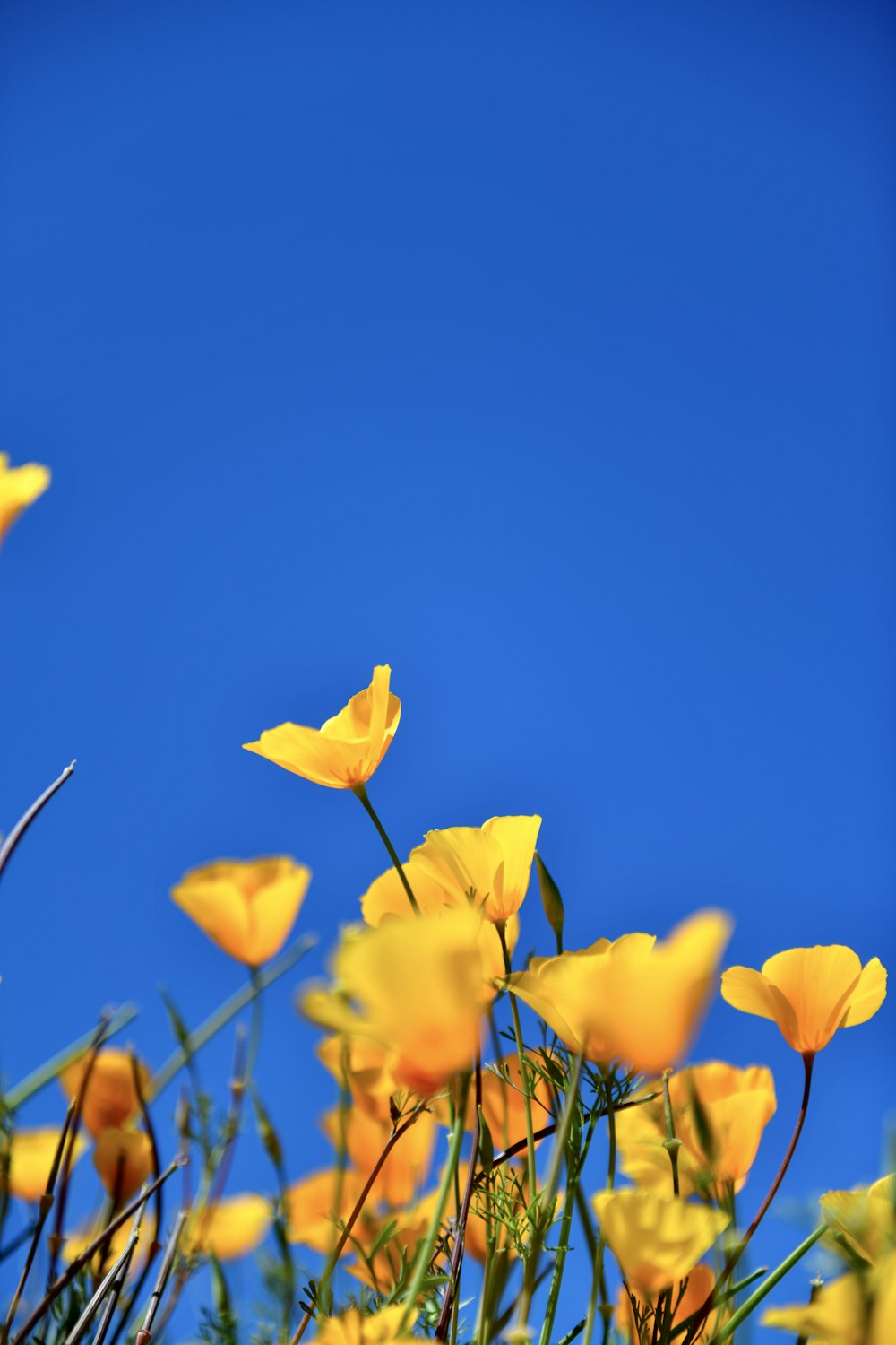 a field of yellow flowers with a blue sky in the background