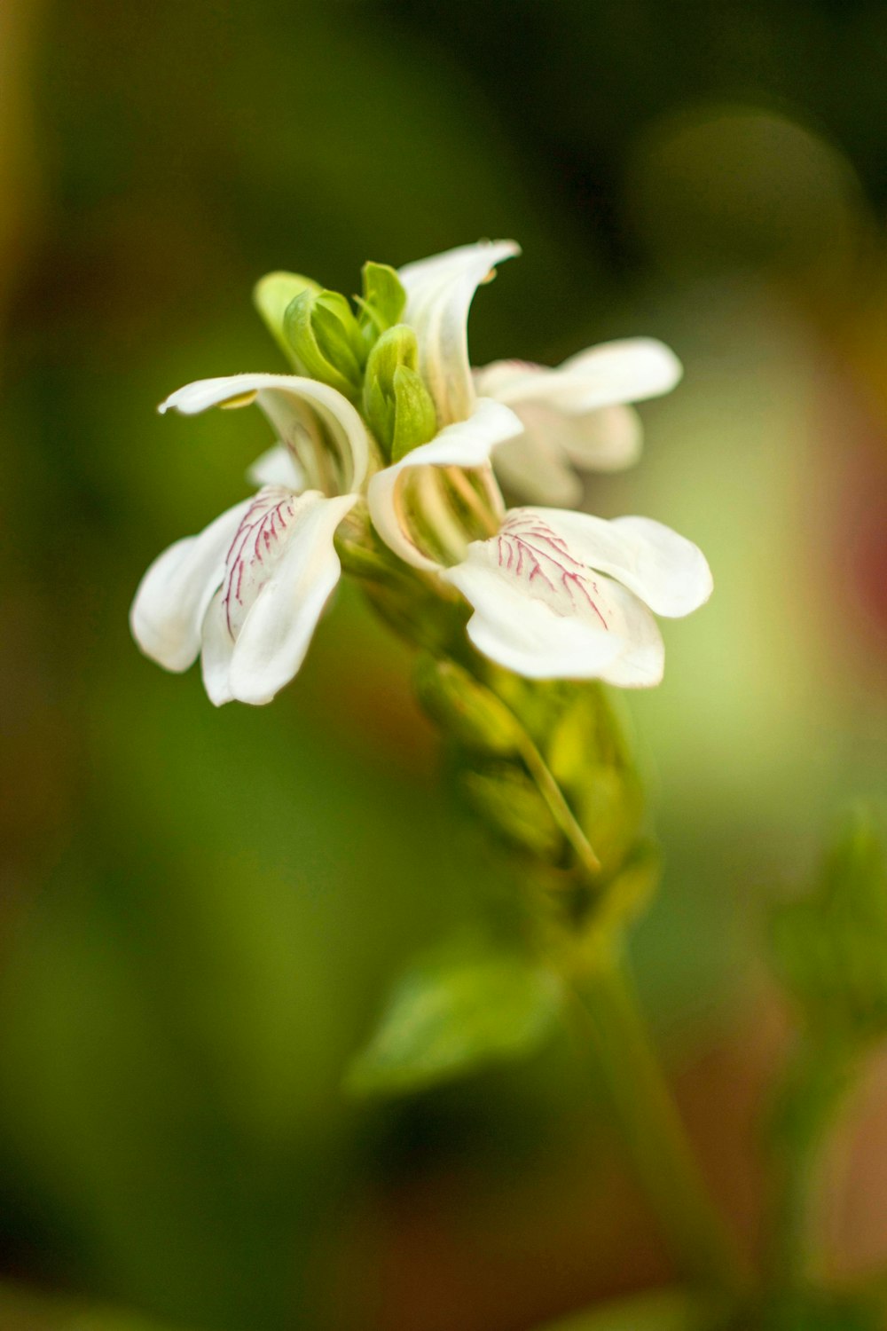 a close up of a white flower with a blurry background