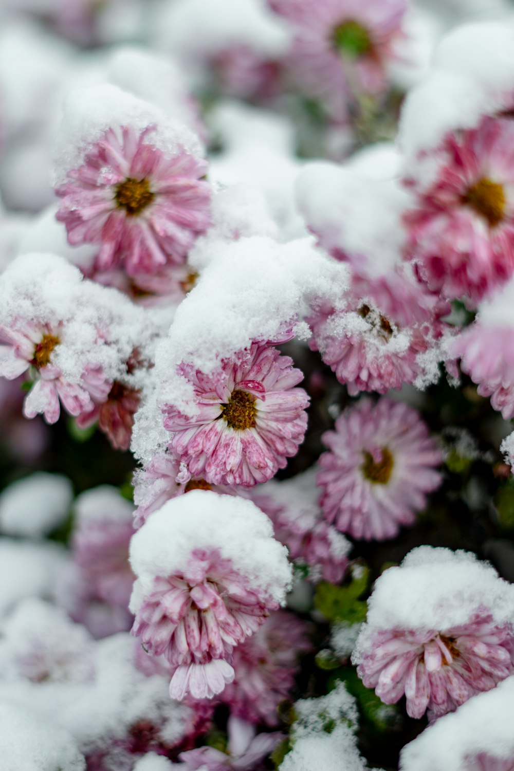 a bunch of pink flowers covered in snow