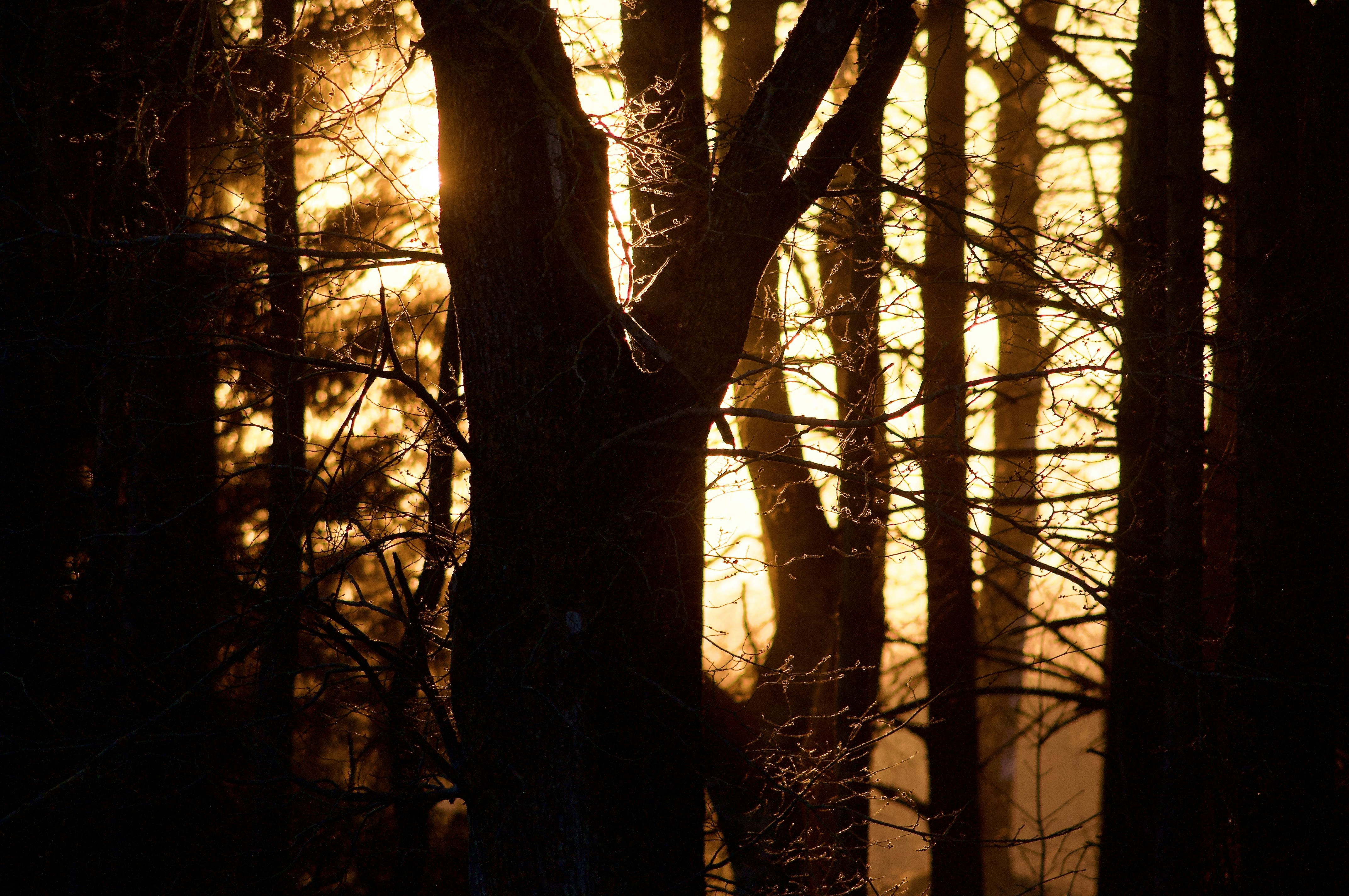 the sun is shining through the trees in the forest