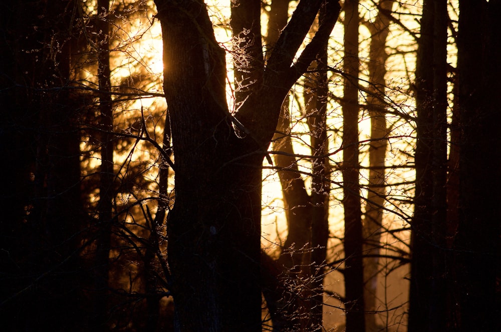 the sun is shining through the trees in the forest