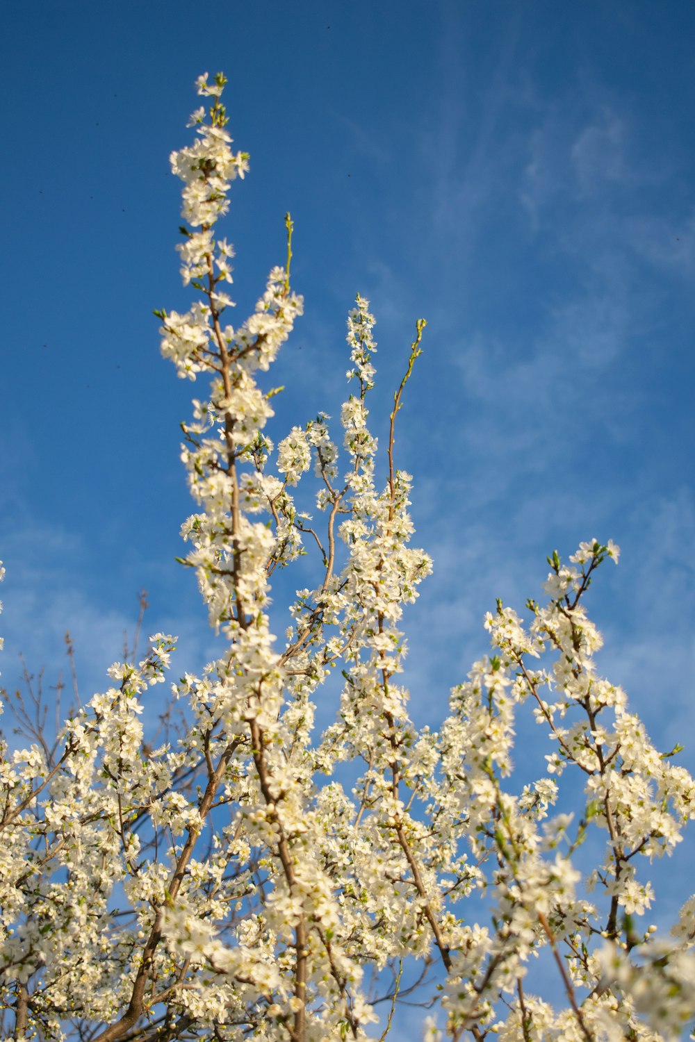 a white flowered tree with a blue sky in the background