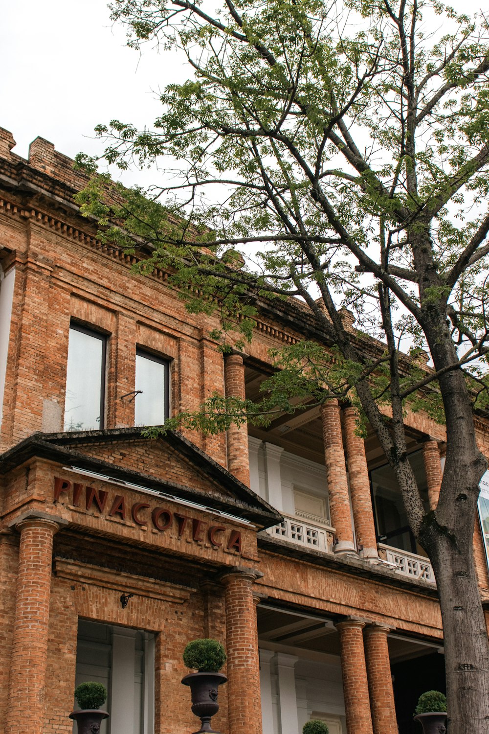 a tree in front of a brick building