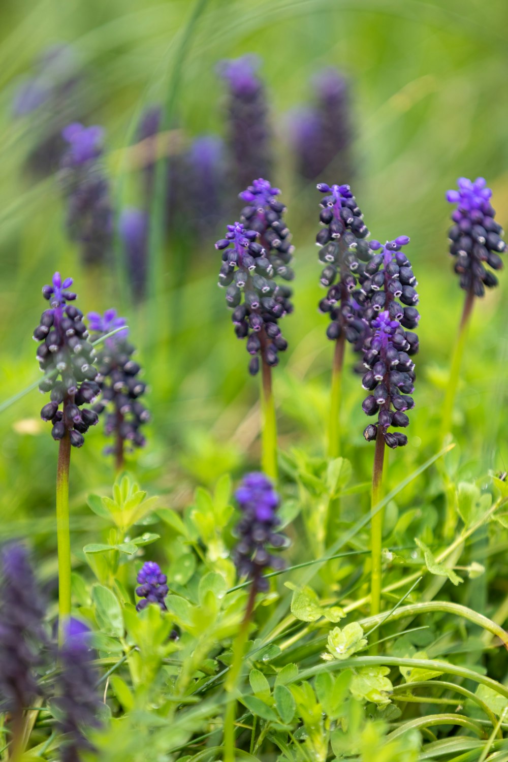 a bunch of purple flowers that are in the grass