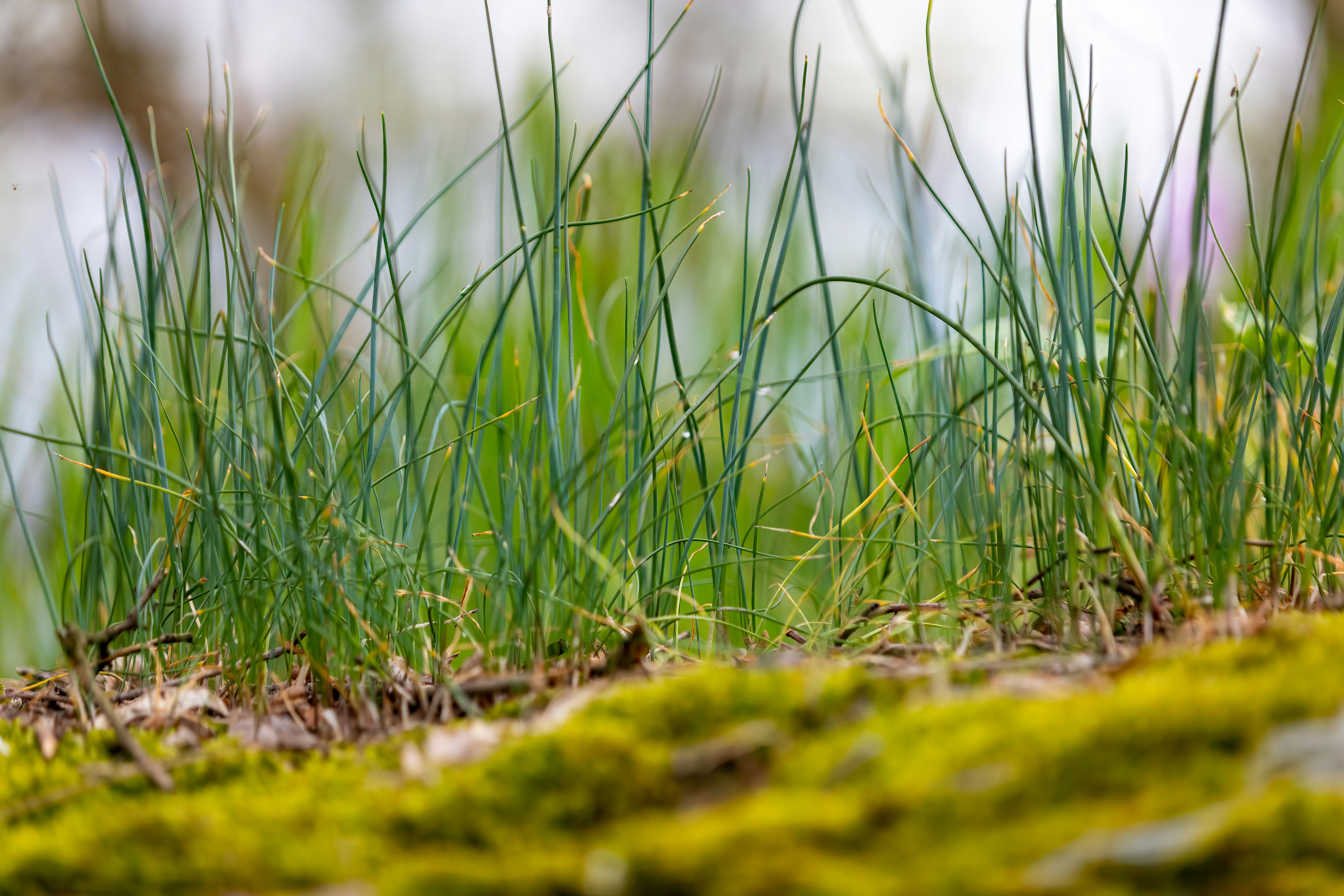 Photo by ovidiugruescu