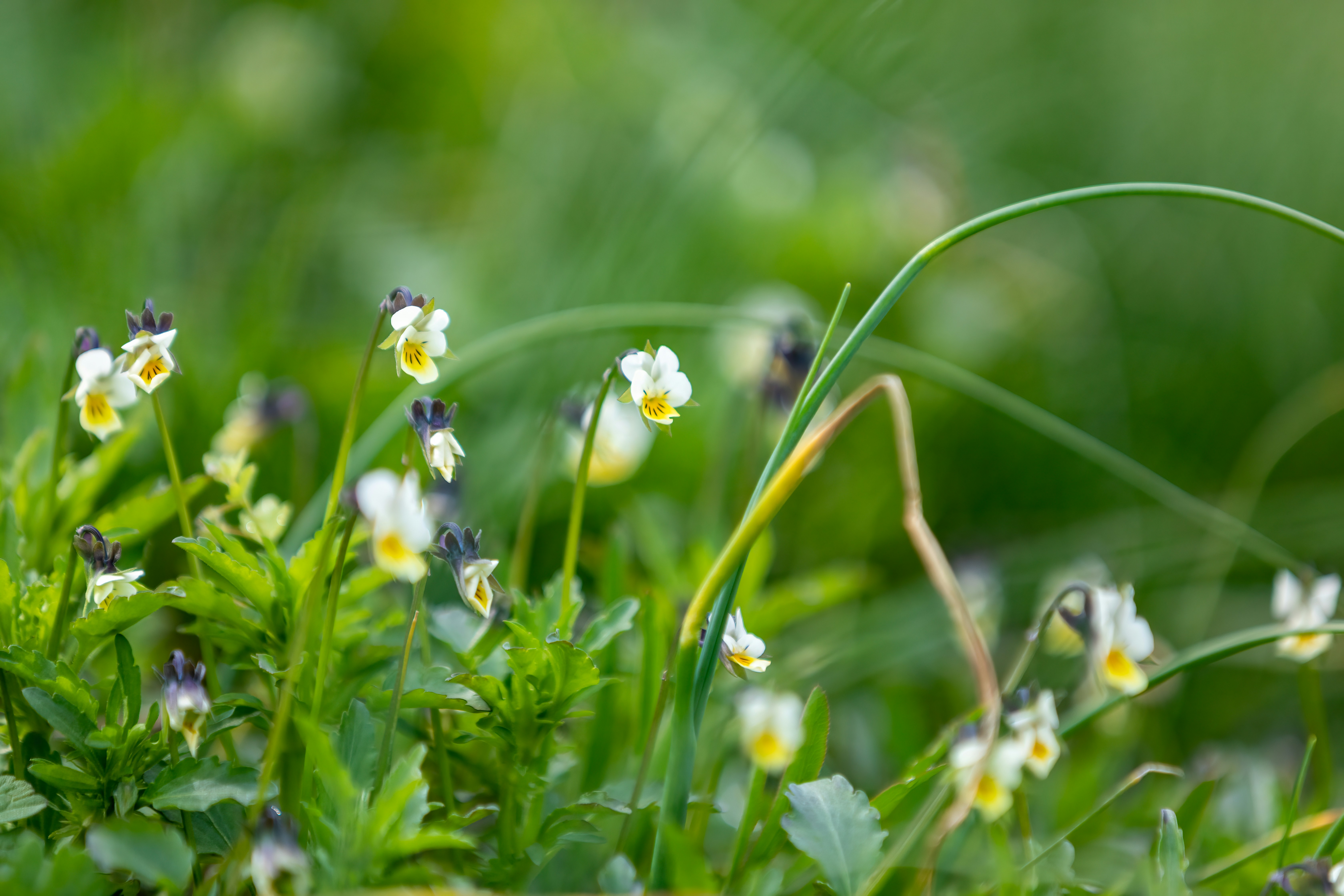 Photo by ovidiugruescu