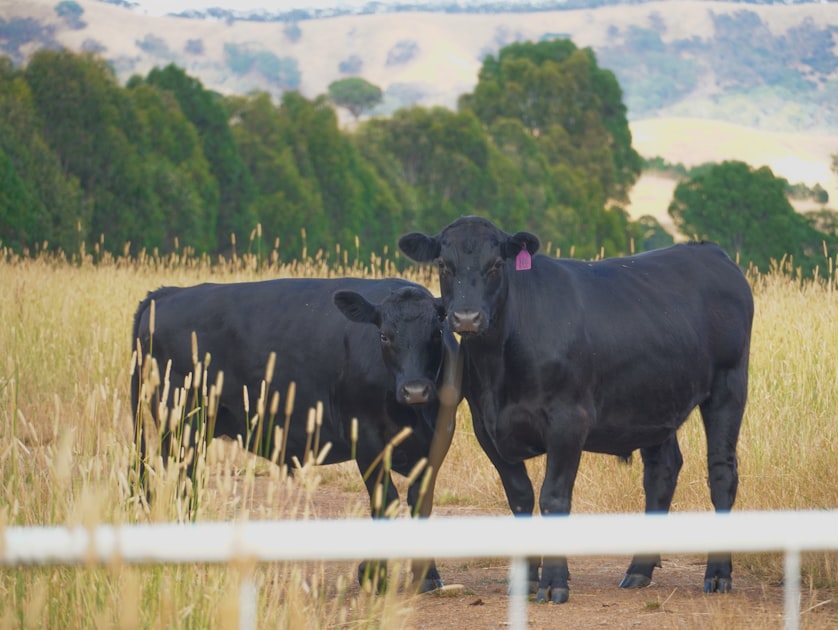 Gado Angus preto em pastagem verde — Clube Prime, Empório Família Rodrigues