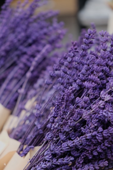 A collection of bundled lavender flowers with vibrant purple hues, displayed in an organized manner. The image captures the delicate texture of the blossoms and stems, creating a dense and visually appealing arrangement.