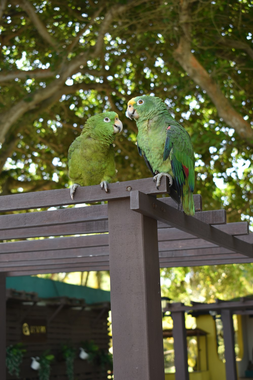 two green parrots sitting on top of a wooden bench