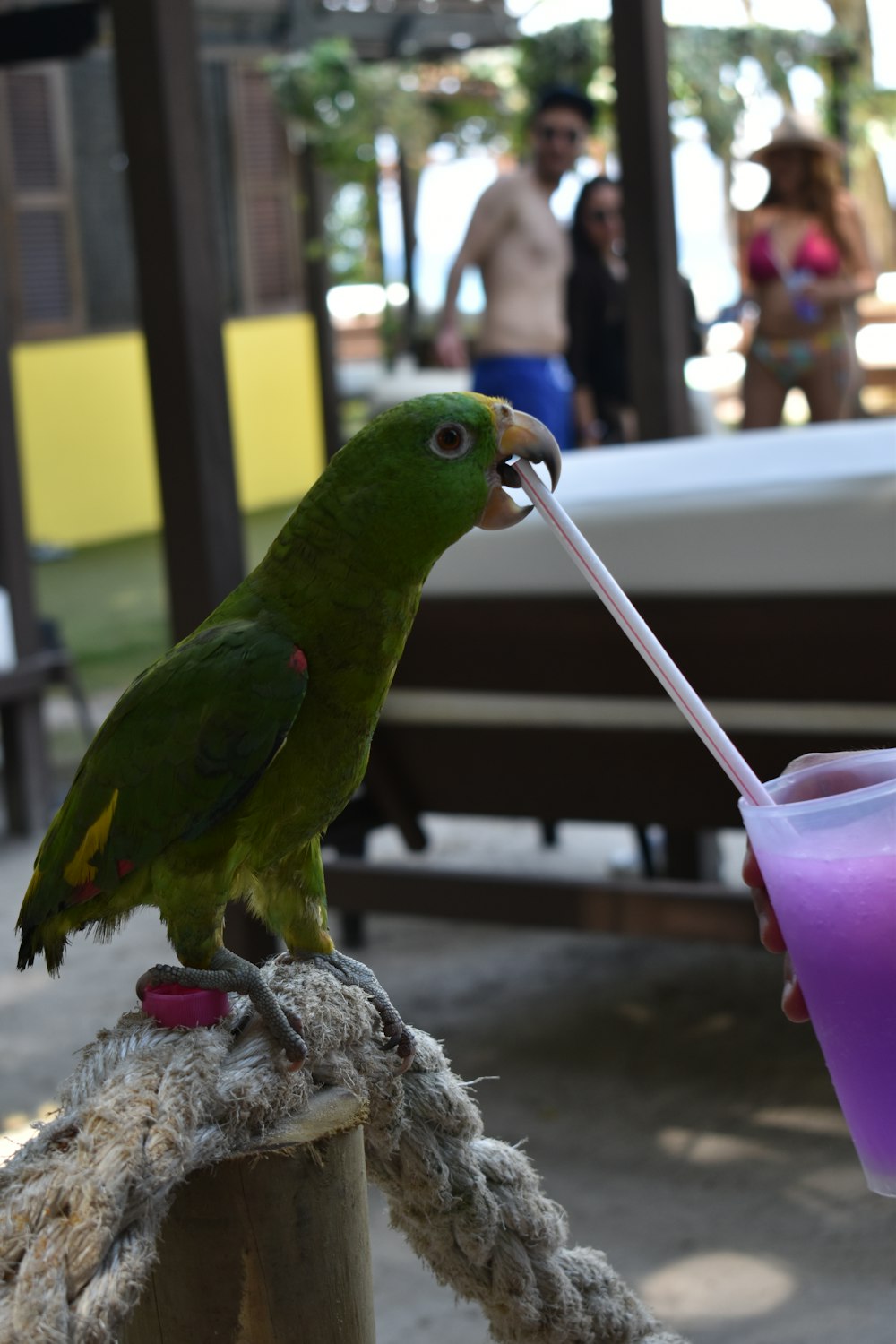 a green parrot sitting on top of a wooden pole