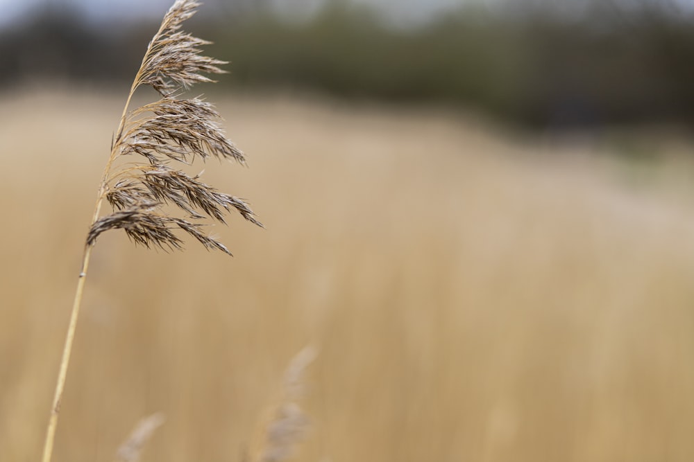 a close up of a plant in a field