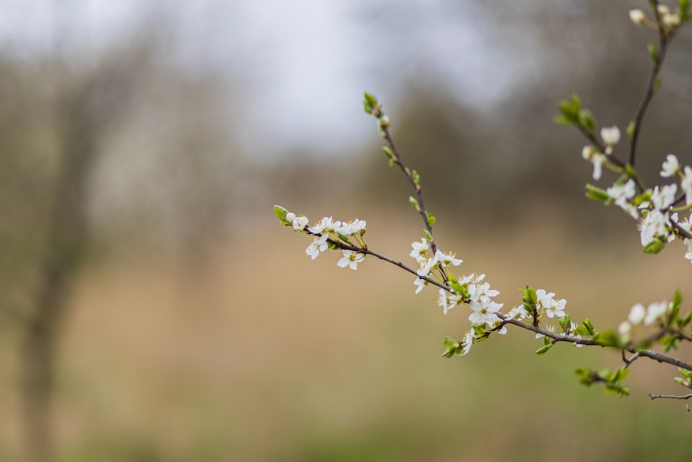 a branch of a tree with white flowers