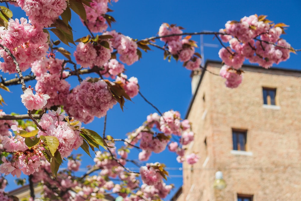 a tree with pink flowers in front of a building