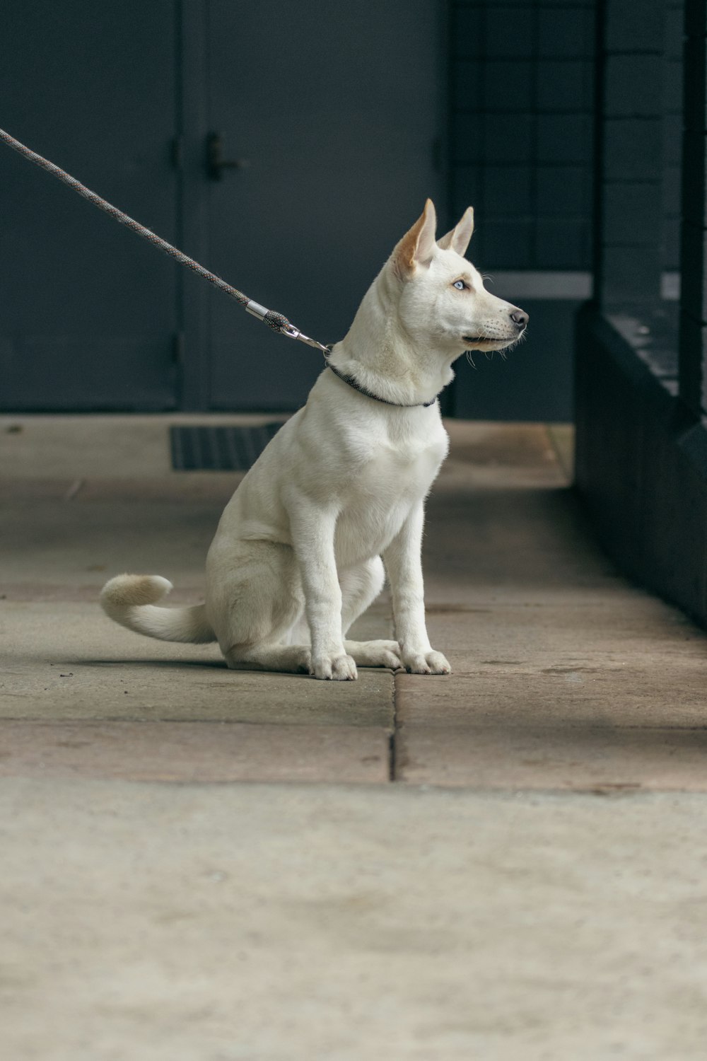 a white dog sitting on the ground with a leash