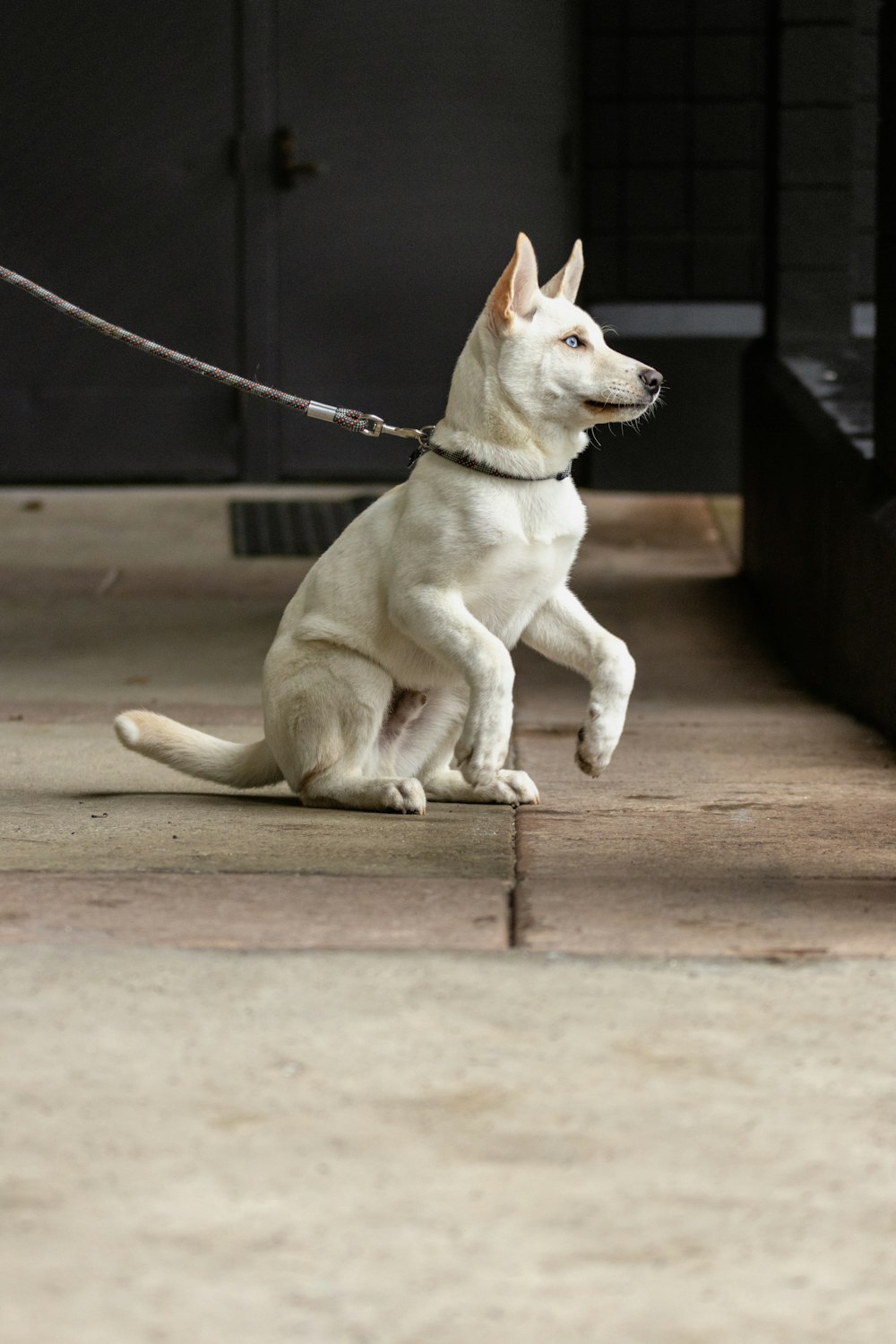 a white dog is sitting on a leash