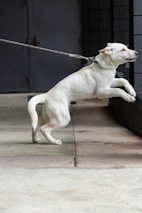 A white dog on a leash is jumping slightly forward, with its feet off the ground, against a dark and industrial backdrop consisting of a gray wall and concrete floor.