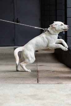A white dog on a leash is jumping slightly forward, with its feet off the ground, against a dark and industrial backdrop consisting of a gray wall and concrete floor.