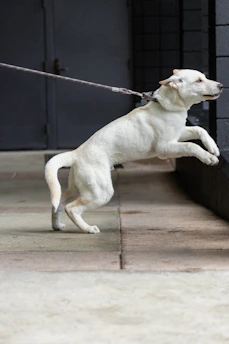 Andre calmly working with an energetic dog to reduce jumping indoors