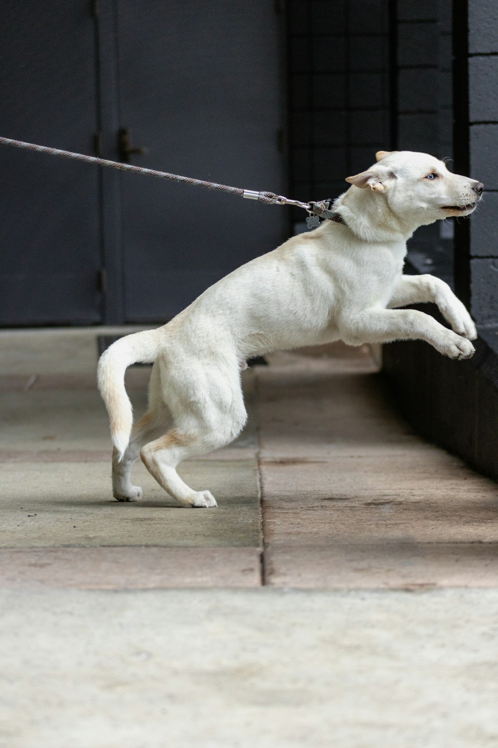 a white dog jumping up into the air on a leash