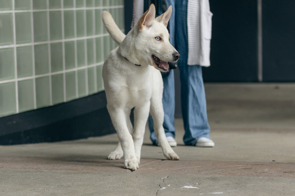 a white dog standing next to a person