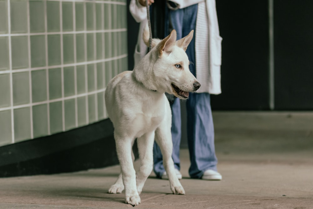 a white dog standing next to a person