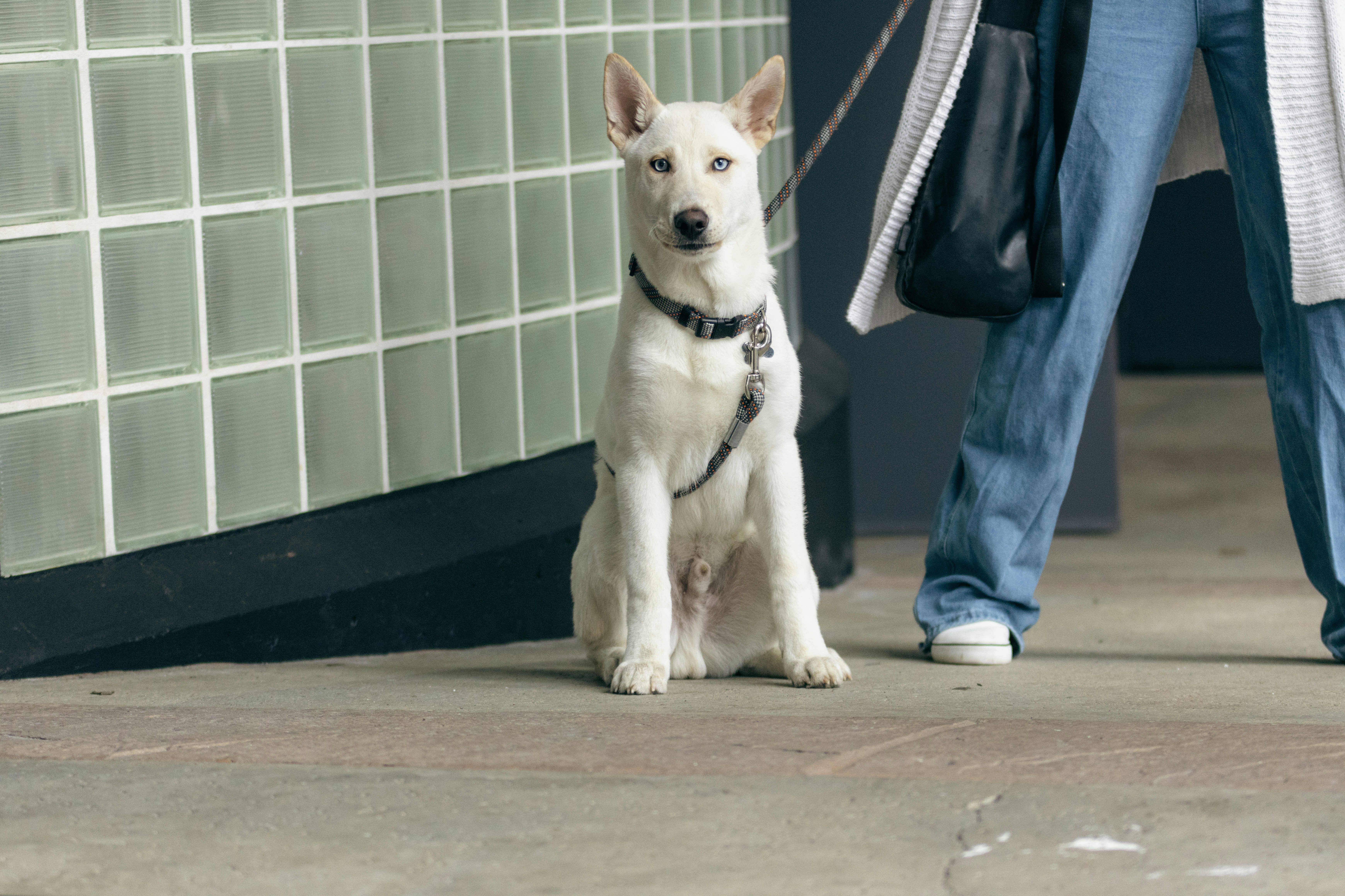 Puppy receiving vaccination at veterinary clinic