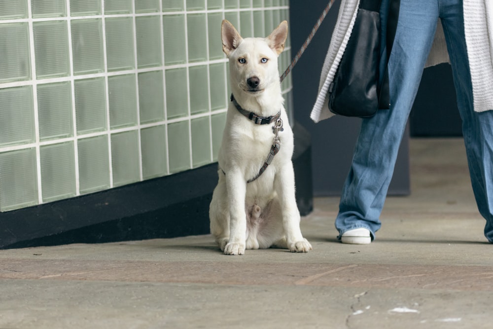 a white dog sitting on the ground next to a person