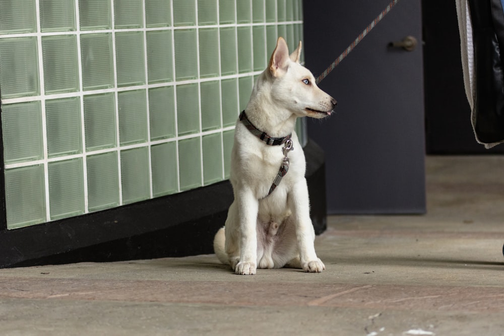 a white dog sitting on a leash next to a wall
