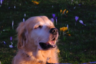A happy golden retriever sitting on a porch with colorful wildflowers nearby.