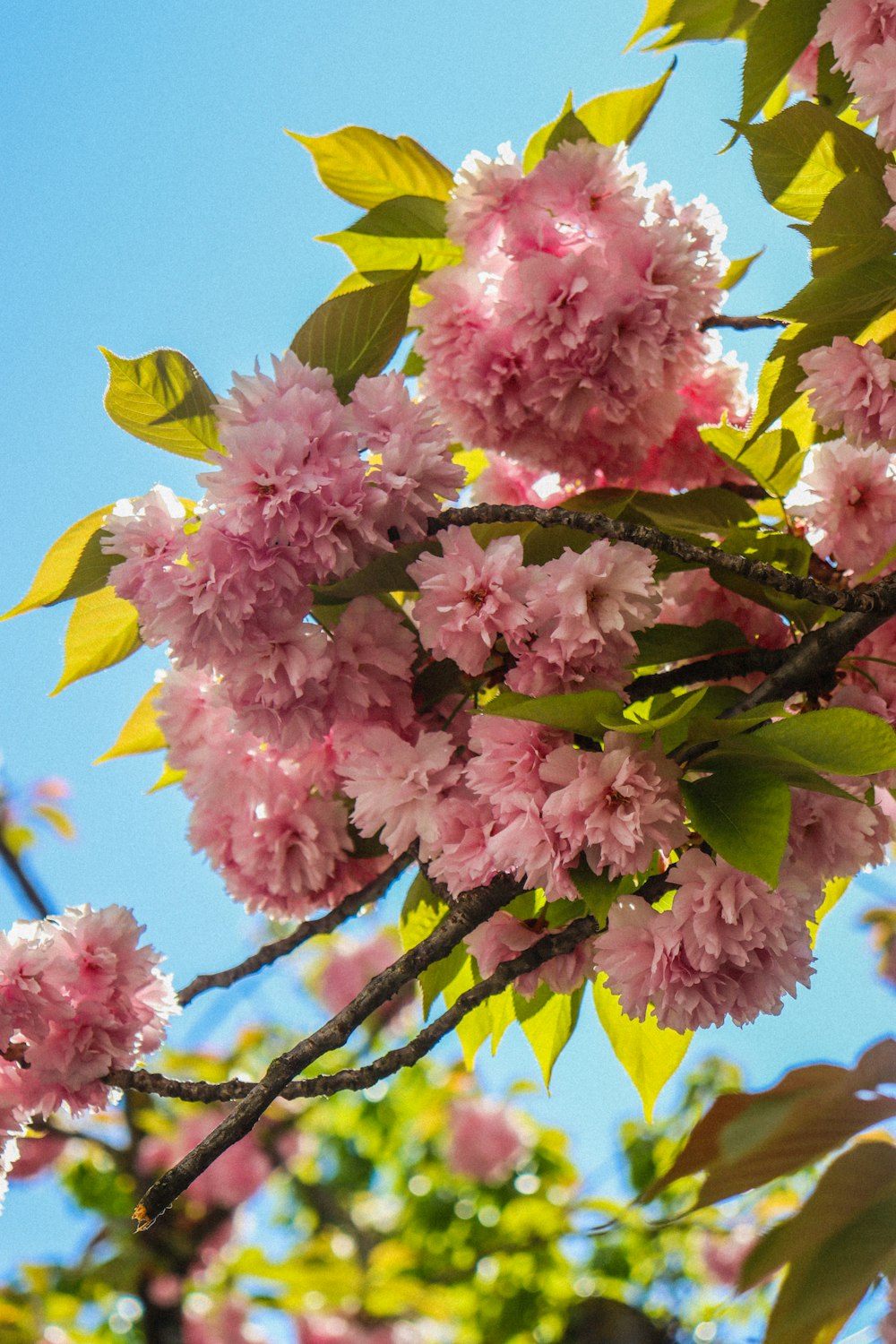 pink flowers are blooming on a tree branch