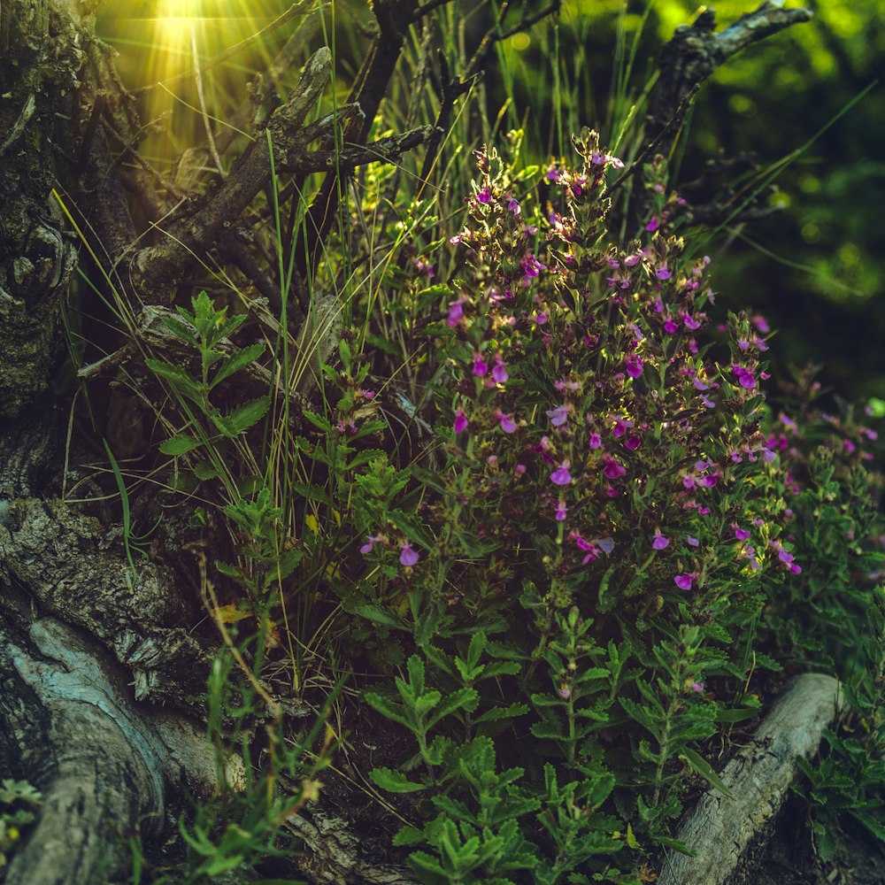 a bunch of flowers that are in the grass