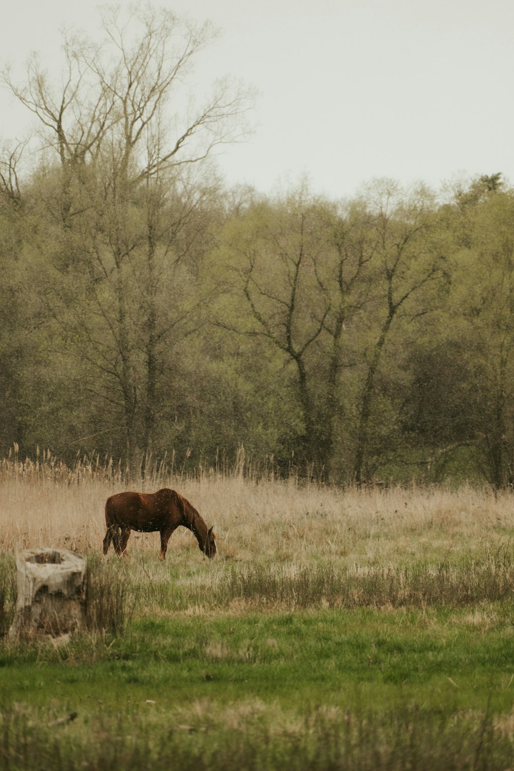 a horse grazing in a field with trees in the background