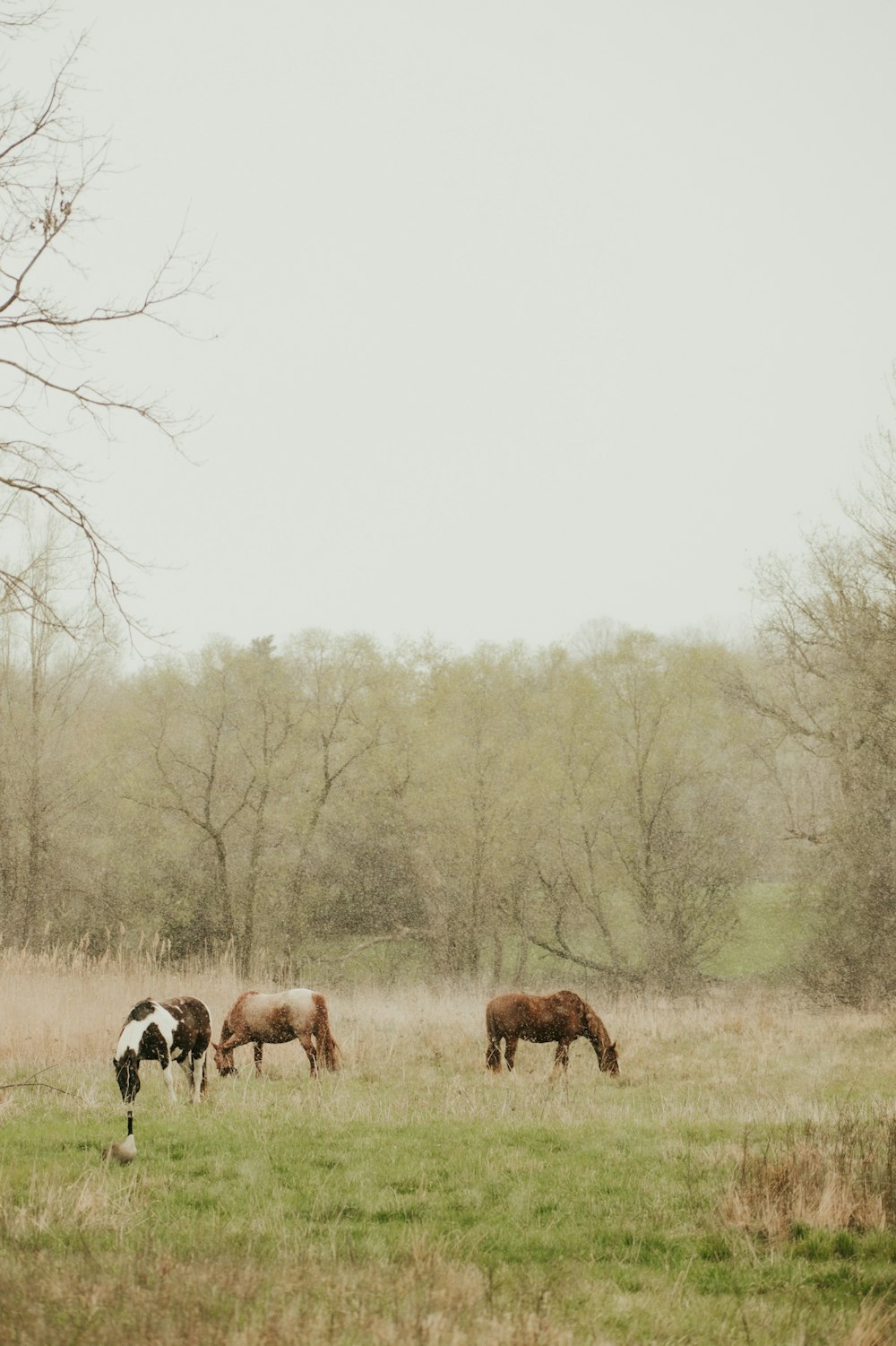 a herd of horses grazing on a lush green field