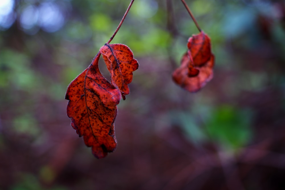 a couple of red leaves hanging from a tree