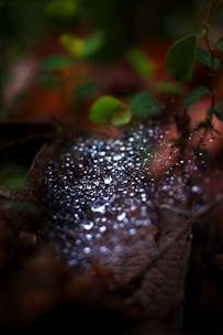Sparkling water droplets rest on a delicate spiderweb woven across autumn leaves, surrounded by soft-focus greenery and warm, earthy tones.