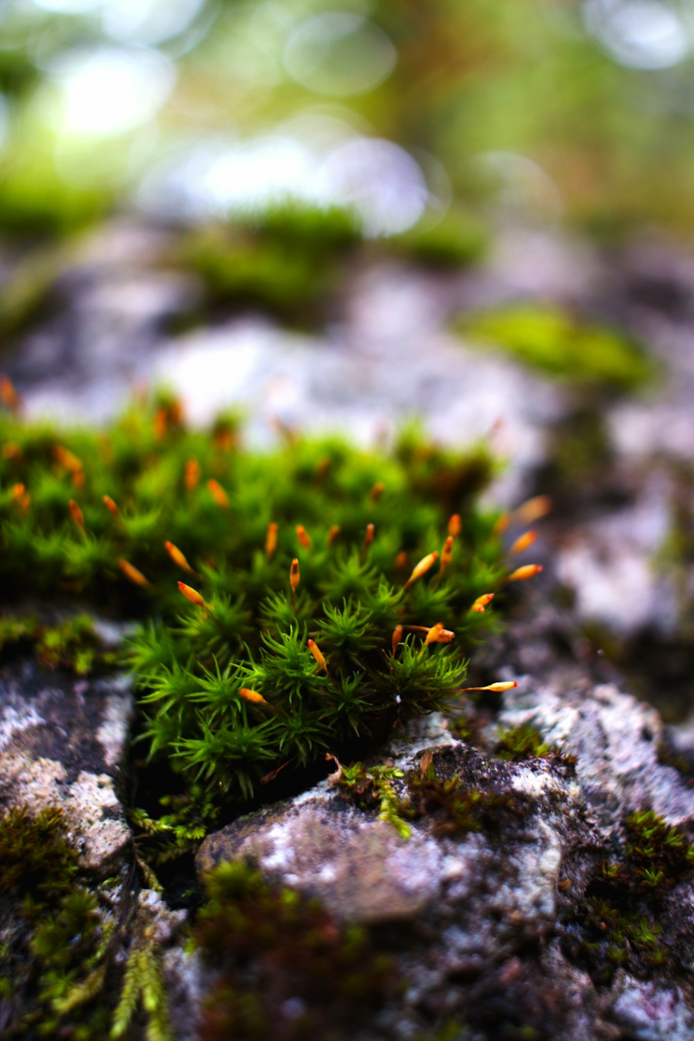 a close up of a moss growing on a rock