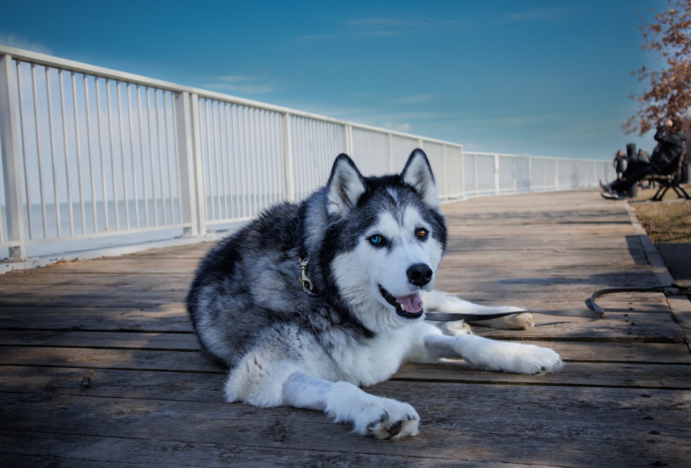 a husky dog laying on a wooden deck