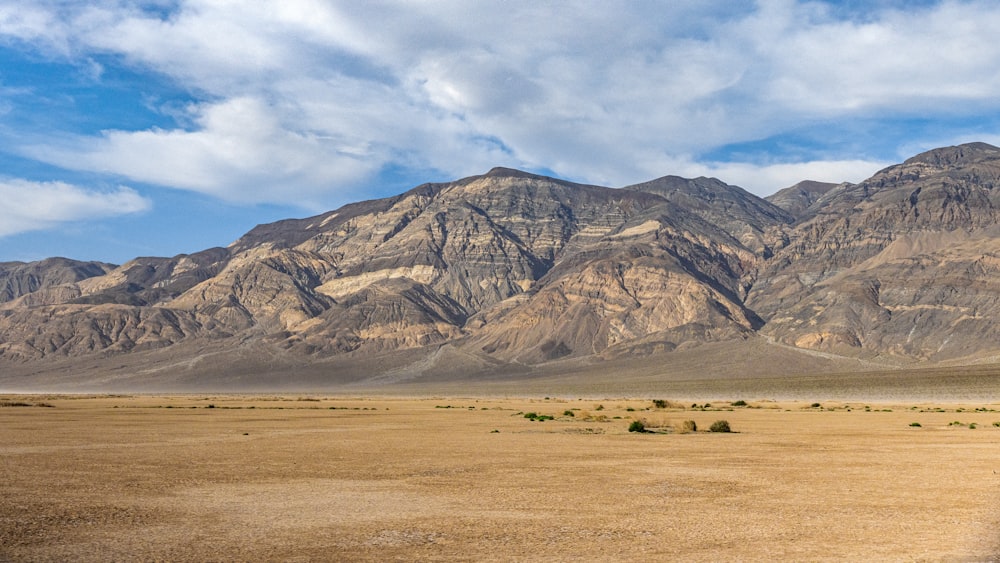 a herd of sheep grazing on a dry grass field