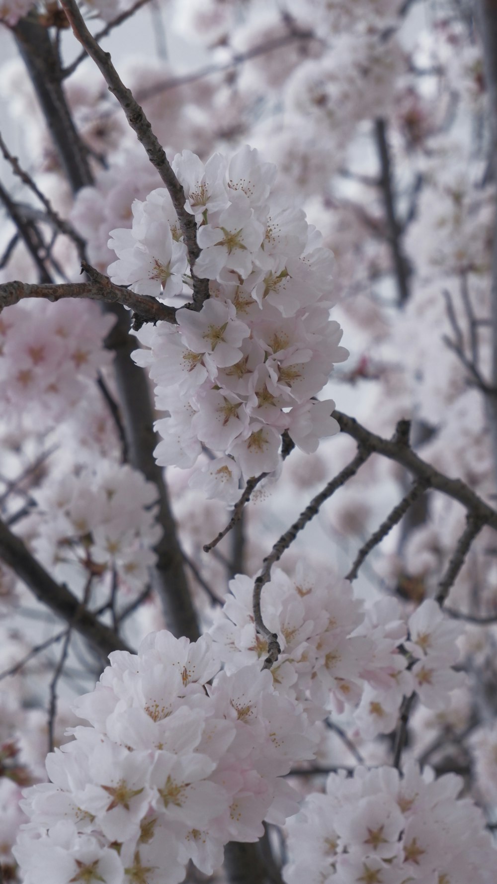 a close up of a tree with lots of flowers